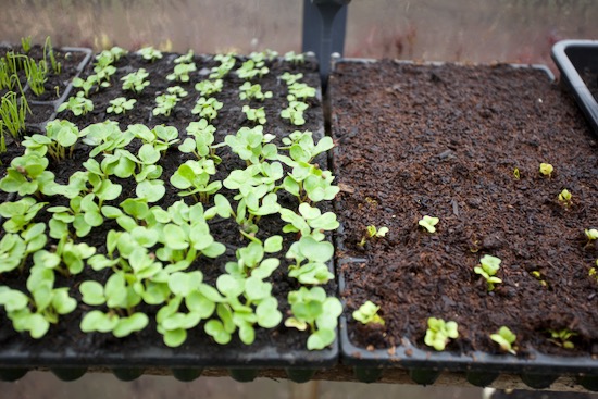 Propagation compost good and bad on 2nd March, Moorland Gold left and Nidal food waste + woodchip right