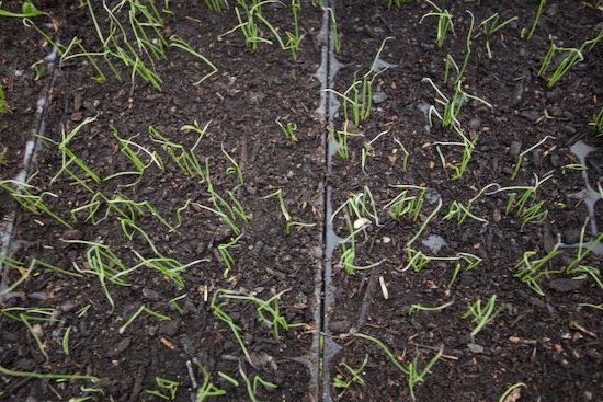 Onion germination not brilliant, is Bingenheimer Sturon sown four weeks ago