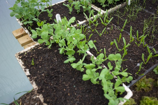 Peas, older pea seed on left after pea seed from the newer batch was finished, on the right