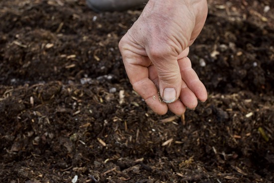 I have seeds in the palm of my hand and holding slightly downwards I rub my thumb against the first three fingers and that releases seeds as the hand moves over the top