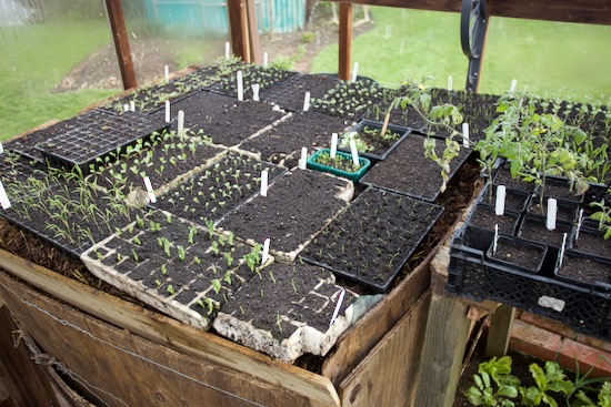Many of these trays started in my house for the first 5 to 7 days, to germinate seeds and now they are in full light