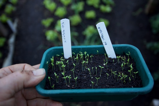 I left this tray in the conservatory for a few days too long and very quickly the stems grow long and thin. I have watered this tray once in three weeks, it had glass over first