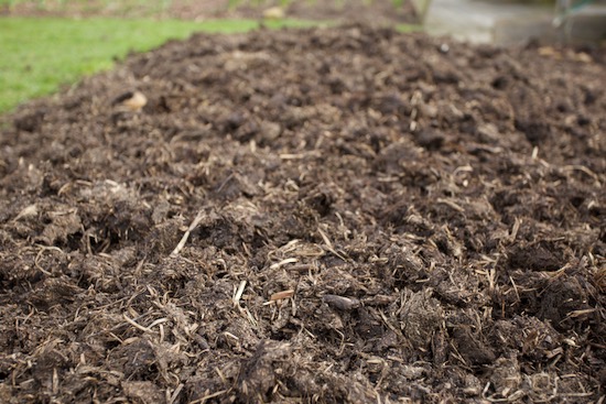 Surface of lumpy manure, spread two weeks earlier after carrots
