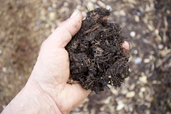 The same manure/compost which was spread 10 weeks earlier after finishing a harvest of leeks, it's now soft and friable