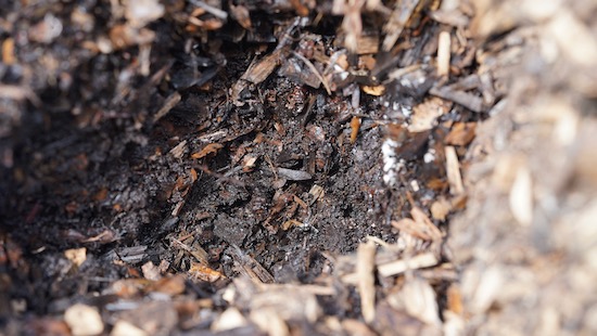 This is what we found in the middle of the reactor tower, some nice compost and still woodchip as well
