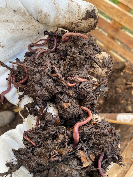 Eisenia fetida worms abounded in the compost turned from the further heap into the middle
