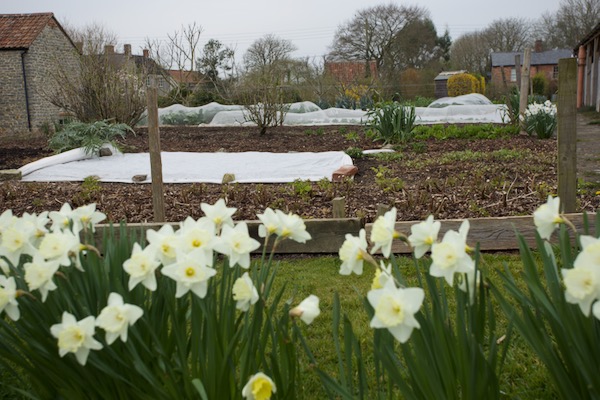 March 28th, these daffodils were here when I arrived 10 years ago, and the first bed behind them is autumn raspberries, just starting again