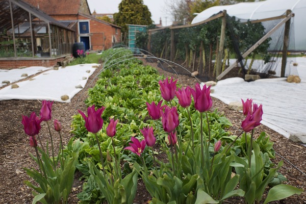 Purple Dream tulips in their second year, spinach behind was transplanted August, broccoli to right