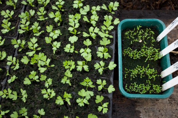 For planting in the polytunnel I sowed celery in February and it's on the left, while the seed tray has seedlings of celeriac sown mid March, 12 days before this photograph. They will be pricked into module cells