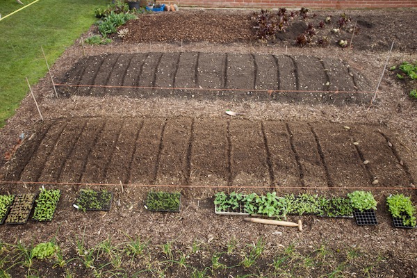 Transplants all ready and potatoes ready on right, mostly these plants are four weeks old and this is 15th March