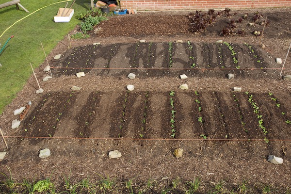 All planted and watered in the lines across