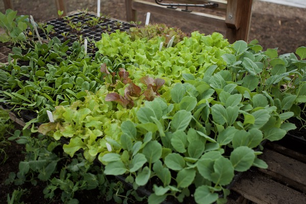 Spinach, lettuce, cabbage and broccoli seedlings are now nearly 6 weeks old and will soon run out of food, even though they have grown really well in the CD 60 module trays