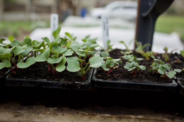 In a trial of different composts for putting, early indications show a poor performance from the right hand tray which is my home-made compost! It may recover but I think there is too much woody material