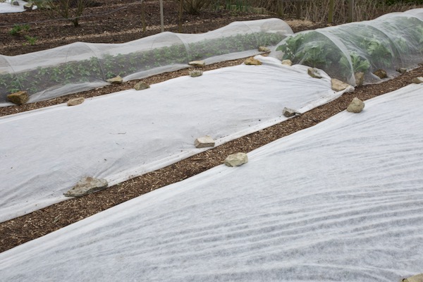 Under fleece are cauliflower and multisown onions, and under the hoop-supported mesh is over radish growing on the asparagus bed