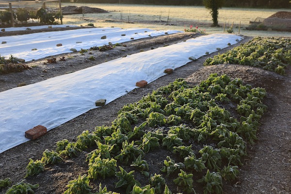 This is 4th April 2021 when it was -3 C and it's to show have frost hardy is the spinach which has overwintered without cover, but the new planting of beetroot to the left is benefiting from a fleece cover