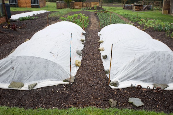Fleece over the trial beds of the photographs above. The dig bed is now on the left and I opted for hoops to support the fleece in order to gain frost protection