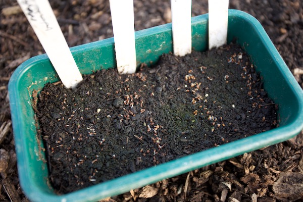 One week after sowing these celeriac seeds, on the surface because they require light to germinate, you can see germination is happening.
