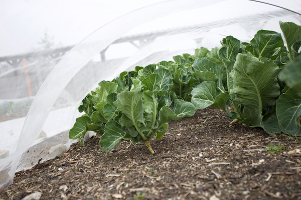 This cover is top right of the photograph above right and it's Alasmeer cauliflowers we transplanted last September, protected by mesh all winter