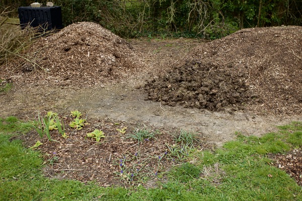 On the left is one year old woodchip, and on the right is three or four year old woodchip, with a small pile of old cow manure in front