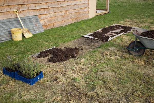 The site of my new bed had mostly clean soil on the left where an old roof sheet had lain since summer, and on right I needed cardboard on the grass and weeds