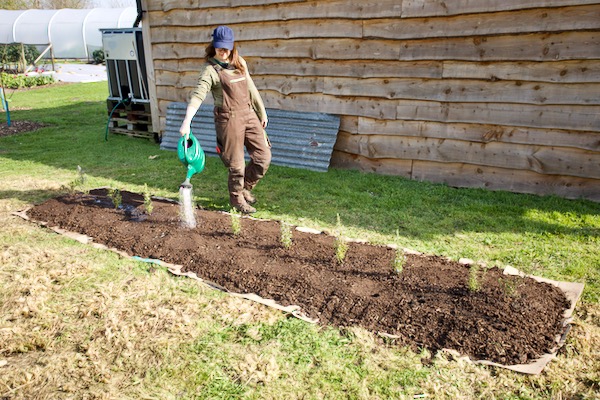 I added also cardboard around the edges and the main bed is 7 cm/under3 in of the old woodchip and the rosemary plants are from cuttings I took a year ago