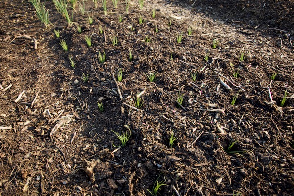 Multisown spring onions transplanted 6 days earlier, were sown 30 days before that