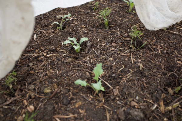 Plantings of kohlrabi and Florence fennel, 10 days after setting them in,