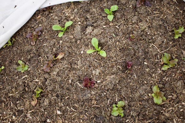 Lettuce transplanted six days earlier in a mulch of not fully decomposed cow manure, they should be okay but it's not ideal!
