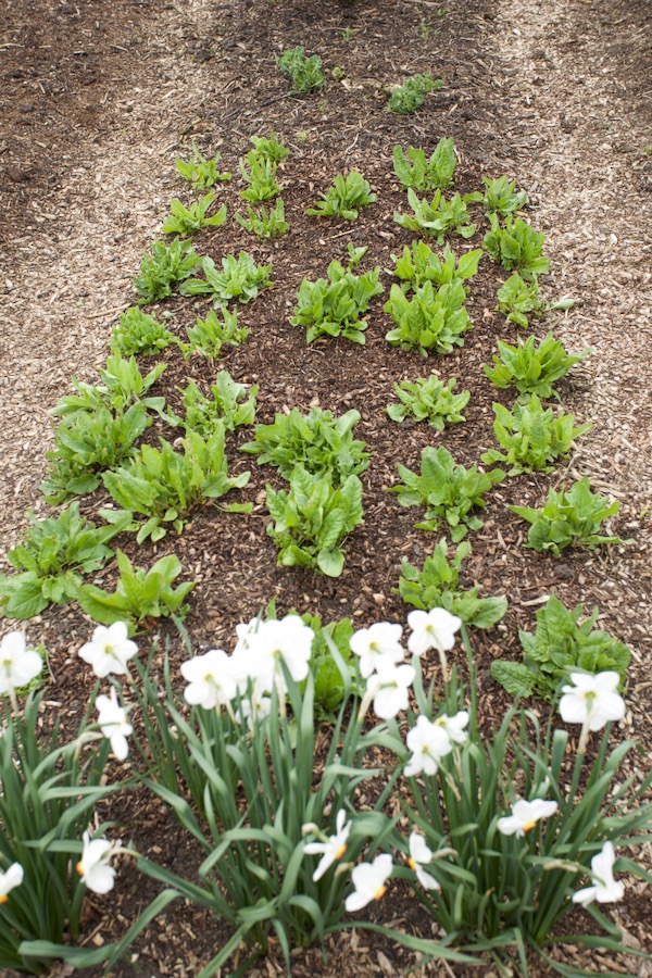 Narcissi are one of the joys of spring and I love popping them in where space comes available, behind are broadleaved sorrel in their third spring