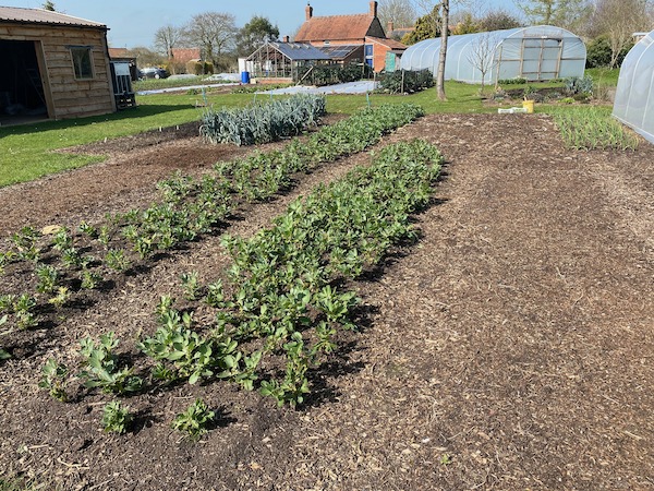 Bed in the middle has broad beans sown November and we are about to remove them. We have picked bean tops from them during the winter.