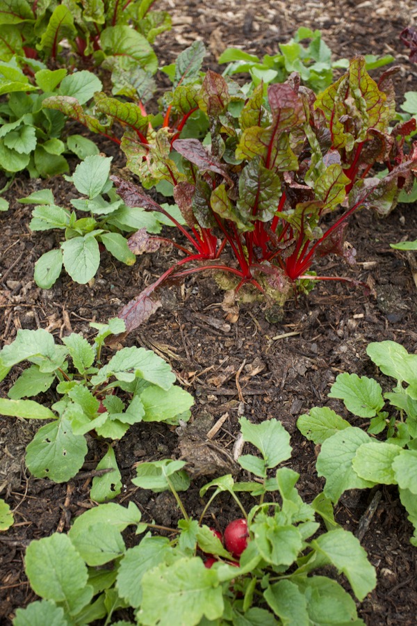 Some overwintered plants of chard had died and we popped in multisown radish five weeks ago, with fleece over, and now we are harvesting radish outside