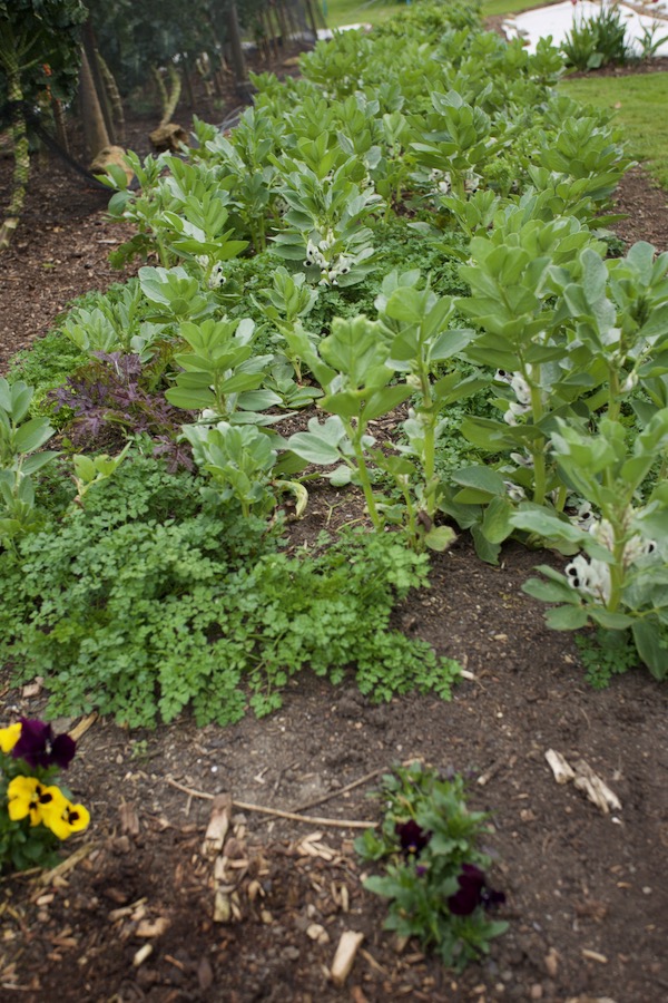 Broad beans sown November, interplanted with chervil, mustard, claytonia