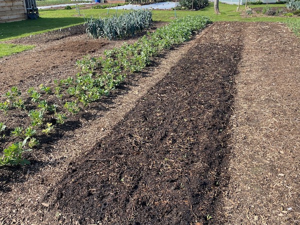 One hour later the bean plants are removed to compost, we have transplanted beetroot and watered the bed, next it will be covered with fleece