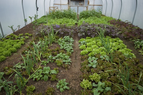 Apart from the radish these were all sown in September and transplanted October, harvested since November, unheated polytunnel
