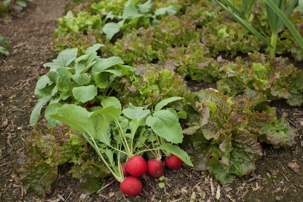 Multisown Rudi radish at ten weeks and the large roots are beautifully crisp
