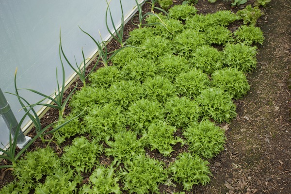 Frizzy endive Wallone gave around 2 kg new leaves this week, after superb winter harvests and there is maybe three weeks still of new leaves before they rise to flower
