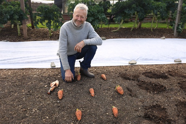 Last March I transplanted these Oxhella carrots and they grew lovely flower umbels which gave many seeds for sowing early summer. This is a winter variety, short and fat.