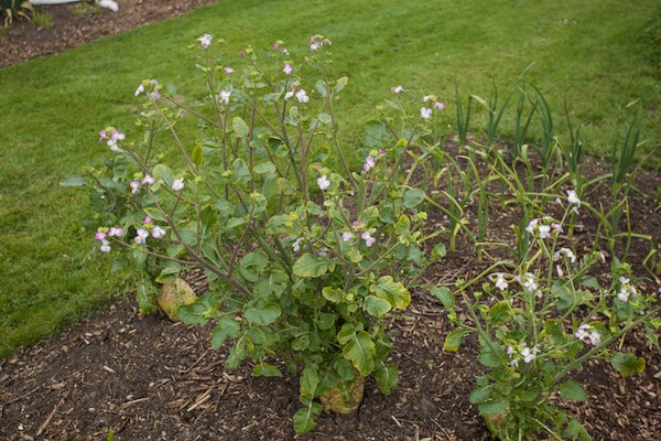 Three overwintered radish and I decided to leave the flowers to make seeds, I'm not sure of the variety name