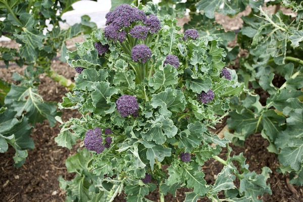 10-month-old broccoli is Claret F1, this main head is ready to harvest and there will be side-shoot harvests for a good month