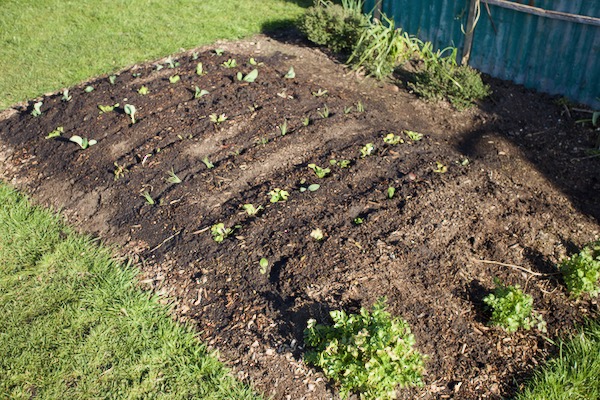 An example from Homeacres of what you can do with one bed of 2 m/6.5 feet length. It has mixed plantings of eight different vegetables, to harvest in early summer and then we shall plant again. Currently there is fleece over.