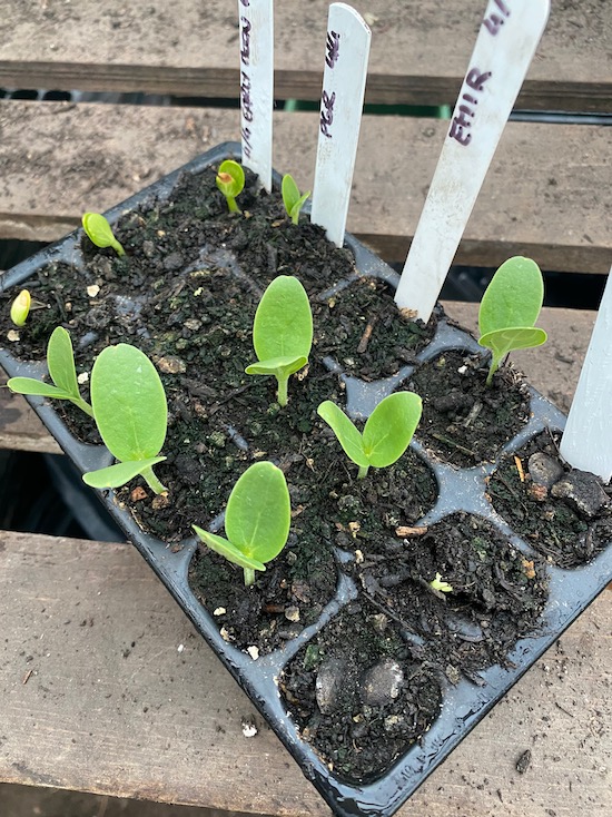 Seven days since sown, these melon have been on the hotbed in my greenhouse