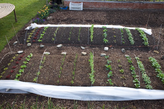 Trial beds on 13th April with no dig front and dig behind, 4 weeks since planted