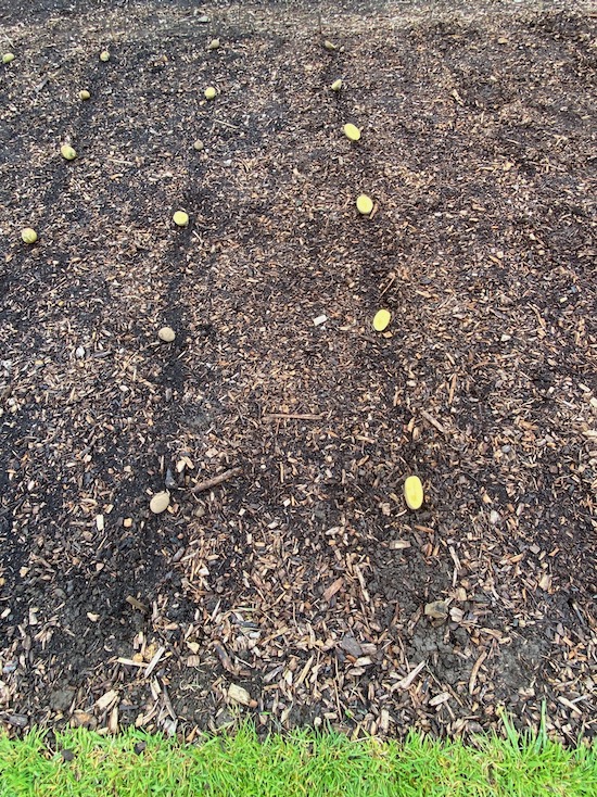 Potatoes laid out to plant and I cut some in half, Mayan Scrapa