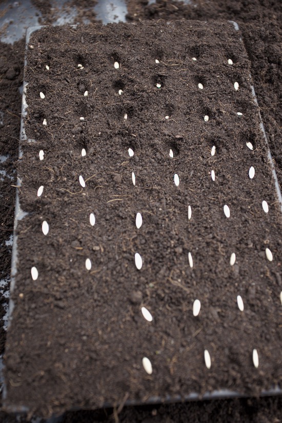 Cucumbers sown mid April in a CD60