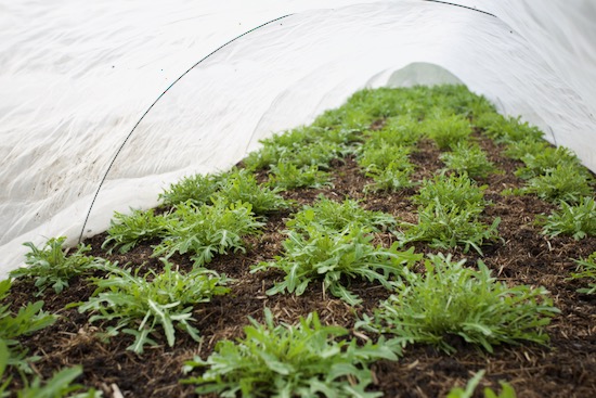 We have been cutting wild rocket for two weeks from transplanting in February after sowing September in the greenhouse and keeping in pots over winter