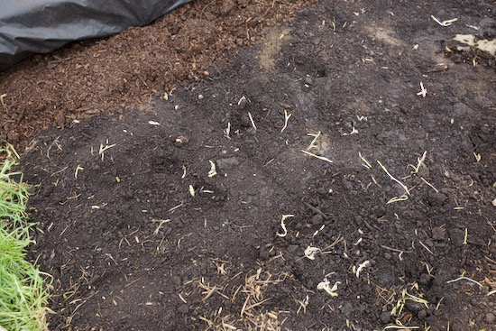 No dig on pasture. After two months under polythene, some weeds still have life in their roots such as dandelion, buttercup, grasses and bindweed. The cover stays on for now