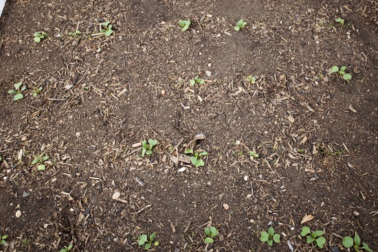 23 days since sowing, carrots and radish just starting to grow a bit