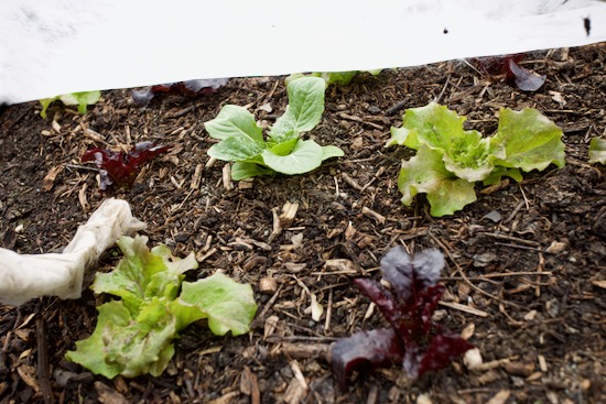 Lettuce under fleece and pushing it up in the small garden, 3 weeks planted