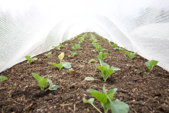 Calabrese & cabbage under Thermacrop, one month after transplanting