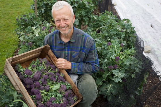 The Claret F1 purple sprouting broccoli has cropped brilliantly for three weeks so far, and this is the last very large harvest, probably it will give smaller and still nice shoots for 2 to 3 more weeks, depending on temperature